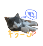 nekotetsumugi！（個別スタンプ：24）