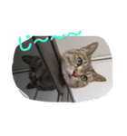 カジこた(カジリン＆小太郎)（個別スタンプ：4）