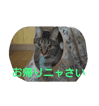 カジこた(カジリン＆小太郎)（個別スタンプ：5）