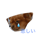 ペットのメルモ（個別スタンプ：7）