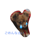 ペットのメルモ（個別スタンプ：8）