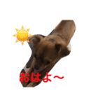 ペットのメルモ（個別スタンプ：10）