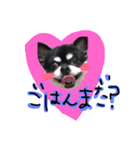 ぽっちゃりチワワクッキー（個別スタンプ：1）