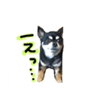 ぽっちゃりチワワクッキー（個別スタンプ：4）