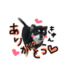 ぽっちゃりチワワクッキー（個別スタンプ：6）