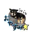 ぽっちゃりチワワクッキー（個別スタンプ：7）