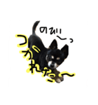 ぽっちゃりチワワクッキー（個別スタンプ：8）
