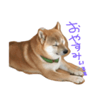 柴犬の龍馬くん（個別スタンプ：2）
