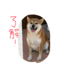 柴犬の龍馬くん（個別スタンプ：4）