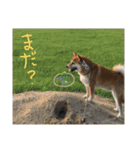 柴犬の龍馬くん（個別スタンプ：5）