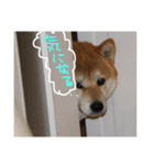 柴犬の龍馬くん（個別スタンプ：6）