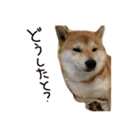 柴犬の龍馬くん（個別スタンプ：7）