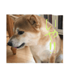 柴犬の龍馬くん（個別スタンプ：8）