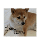 柴犬の龍馬くん（個別スタンプ：9）