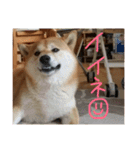 柴犬の龍馬くん（個別スタンプ：10）