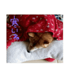 柴犬の龍馬くん（個別スタンプ：11）