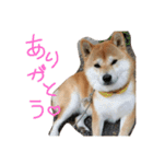 柴犬の龍馬くん（個別スタンプ：12）