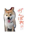 柴犬の龍馬くん（個別スタンプ：13）