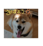 柴犬の龍馬くん（個別スタンプ：14）
