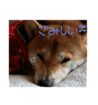 柴犬の龍馬くん（個別スタンプ：15）