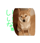 柴犬の龍馬くん（個別スタンプ：16）