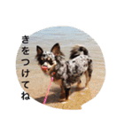 コムグースタンプ（個別スタンプ：14）