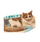 にゃー達の日常(その1)（個別スタンプ：4）