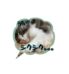 にゃー達の日常(その1)（個別スタンプ：8）