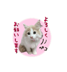 にゃー達の日常(その1)（個別スタンプ：9）