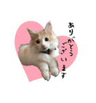 にゃー達の日常(その1)（個別スタンプ：11）