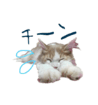 にゃー達の日常(その1)（個別スタンプ：13）