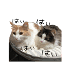 にゃー達の日常(その1)（個別スタンプ：16）