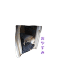 ちょびごろ（個別スタンプ：3）