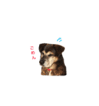 ちょびごろ（個別スタンプ：16）