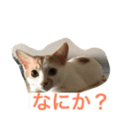 ライス君のひとり言（個別スタンプ：2）