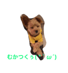 グリちゃまスタンプ2（個別スタンプ：5）