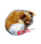 グリちゃまスタンプ2（個別スタンプ：10）