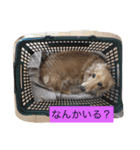 ちゃんのかわみみ（個別スタンプ：6）