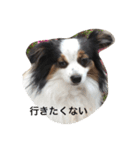 マイハニー1（個別スタンプ：7）