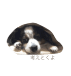 マイハニー1（個別スタンプ：12）