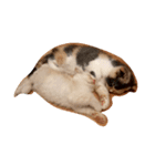 cat456（個別スタンプ：8）