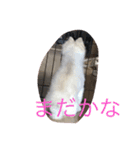 エースのスタンプ（個別スタンプ：4）