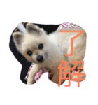 エースのスタンプ（個別スタンプ：5）