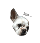 犬の顔−表情–（個別スタンプ：1）