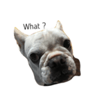 犬の顔−表情–（個別スタンプ：2）