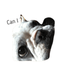 犬の顔−表情–（個別スタンプ：3）