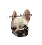 犬の顔−表情–（個別スタンプ：4）