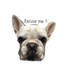 犬の顔−表情–（個別スタンプ：5）