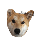 犬の顔−表情–（個別スタンプ：9）