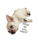 犬の顔−表情–（個別スタンプ：10）